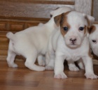 �t�n�tka jack russell terier