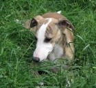 vipet , whippet, mal� anglick� chrt