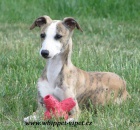 vipet , whippet, mal� anglick� chrt
