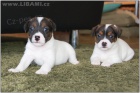 Parson a Jack Russell teri�r