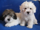 �t��ata Coton de Tulear
