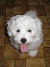 �t��ata Coton de Tulear