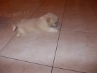 Lhasa apso s PP