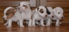jack russell terier