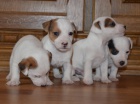 jack russell terier