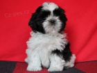 Shih-tzu, �i-tzu s PP