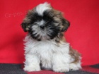 Shih-tzu, �i-tzu s PP