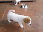 Hol�i�ka Jack Russell Terier s PP