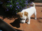 Hol�i�ka Jack Russell Terier s PP