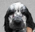 Anglick� kokr�pan�l-