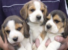 Prod�m �t��ata Beagle