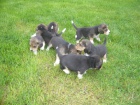 Prod�m �t��ata Beagle