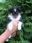 Sheltie bez PP