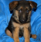 N�meck� ov��k - �t���tka s PP