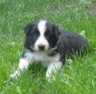 �t���tka border kolie s PP