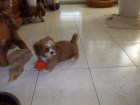 Lhasa apso s PP