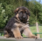 N�meck� ov��k - �t��ata s PP