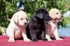 Labrador retriver (ern a lut) s PP k odbru