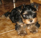 Jork��rsk� terier s PP - pejsek