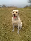 B�l� labrador hled� nev�stu :-)