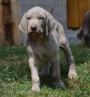 V�marsk� oha� �t�n� s PP