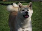 Akita Inu �t��ata s PP