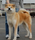 Akita Inu �t��ata s PP