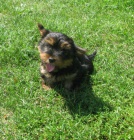 jork��r, jork��rsk� teri�r, yorkshire