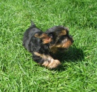 jork��r, jork��rsk� teri�r, yorkshire