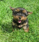 jork��r, jork��rsk� teri�r, yorkshire