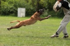 BELGICK OVK MALINOIS - TATA S PP