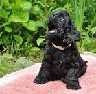 americk� kokr�pan�l  - �t��ata