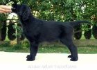 teniatka Flat Coated Retrievera s PP