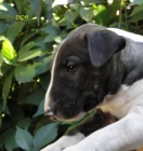 Bullterier-�t���tka s PP