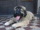 Kavkazsk� pasteveck� pes