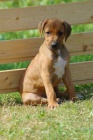 Kr�sn� �t���tka ridgeback� pr�v� k odb�ru