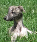 vipet , whippet, mal� anglick� chrt