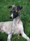 vipet , whippet, mal� anglick� chrt