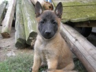 tata Malinois