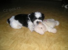 Prod�m Shih-tzu