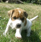 �t���tka parson russell terier