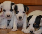 kr�sn� �t�n�tka jack russell terier