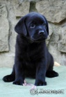 Labradorsk� retriever-kr�sn� �ern� �t�n�tka sPP