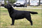 Labradorsk� retriever-kr�sn� �ern� �t�n�tka sPP