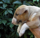 Bullterier-�t�n�-pejsek s PP