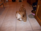 Lhasa apso s PP