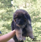 N�meck� ov��k s PP - dlouhosrst� fena