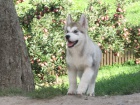 alja�sk� malamut s pp