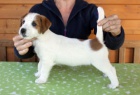 Jack Russell teri�r -�t��ata