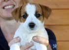 Jack Russell teri�r -�t��ata